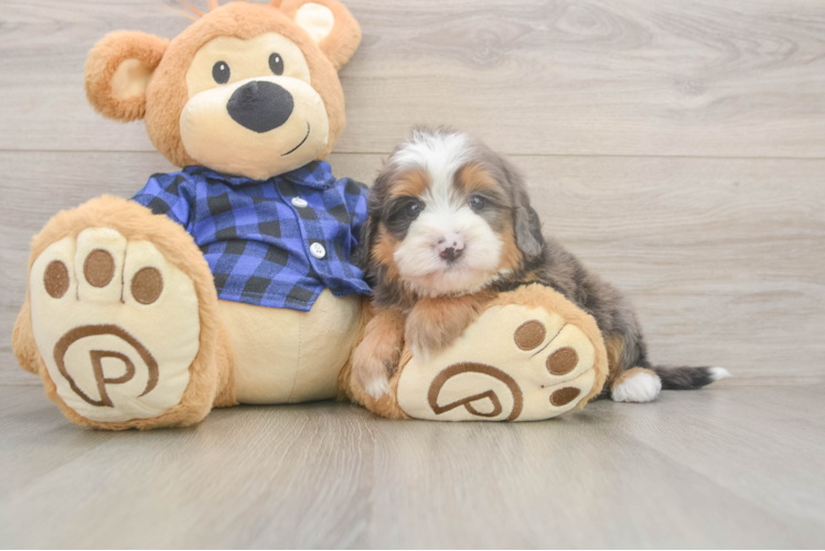Mini Bernedoodle Pup Being Cute