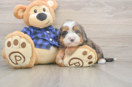 Mini Bernedoodle Pup Being Cute