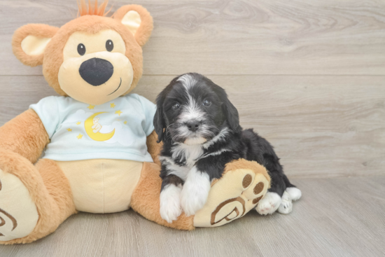 Mini Bernedoodle Puppy for Adoption