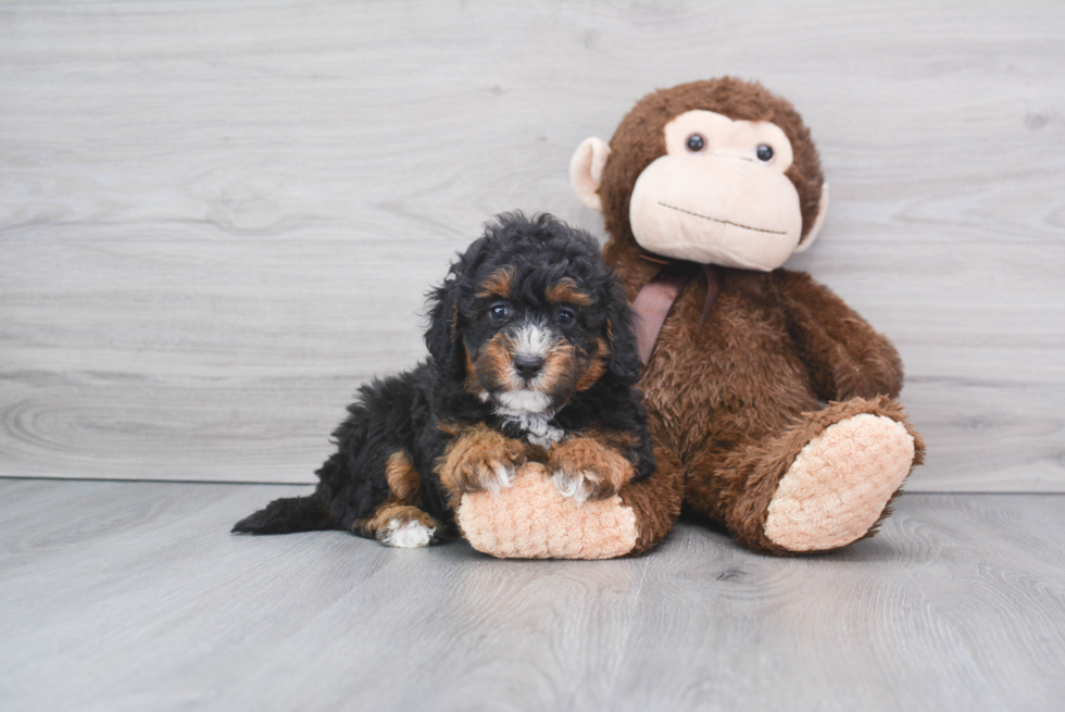Happy Mini Bernedoodle Baby