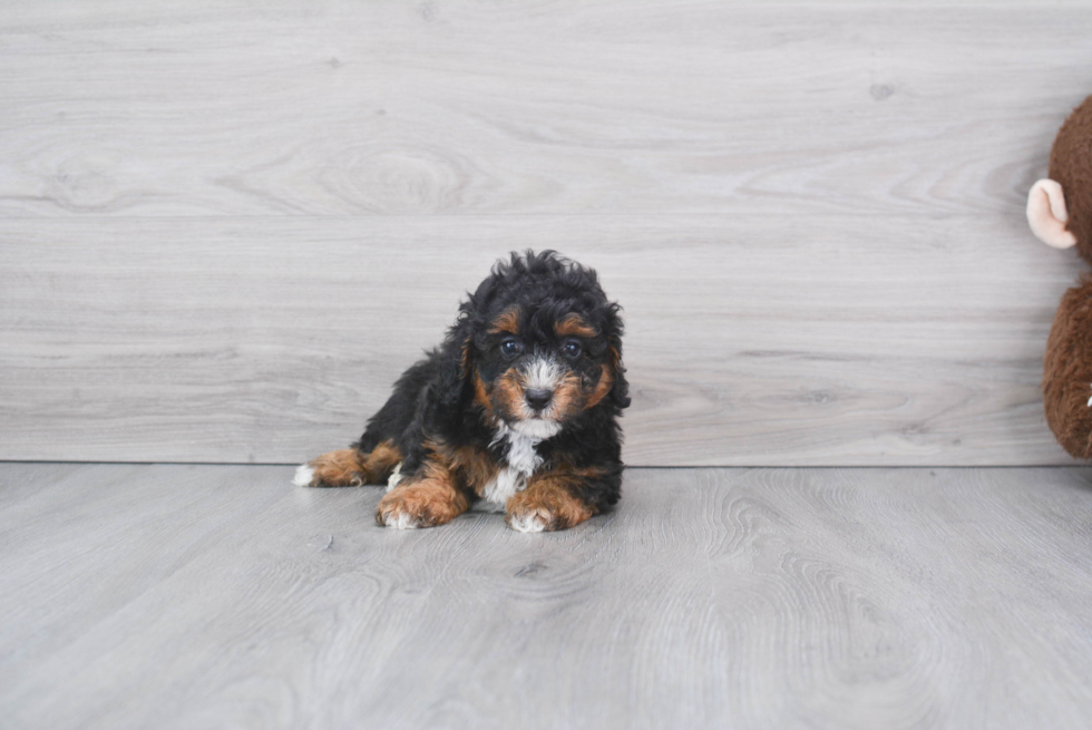 Mini Bernedoodle Puppy for Adoption