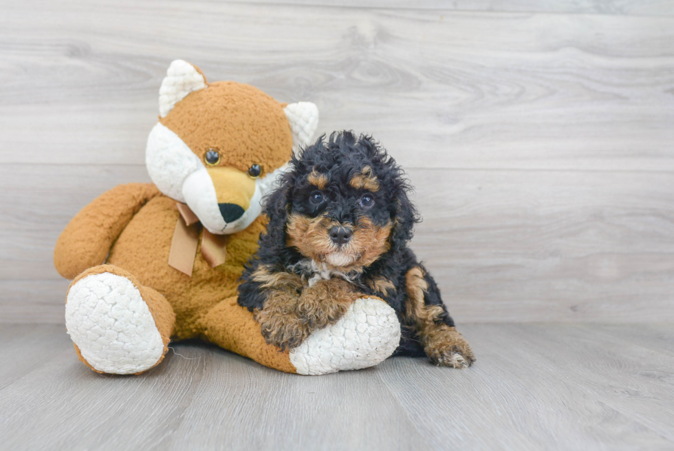 Mini Bernedoodle Puppy for Adoption