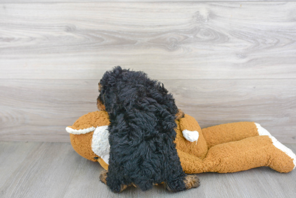 Best Mini Bernedoodle Baby