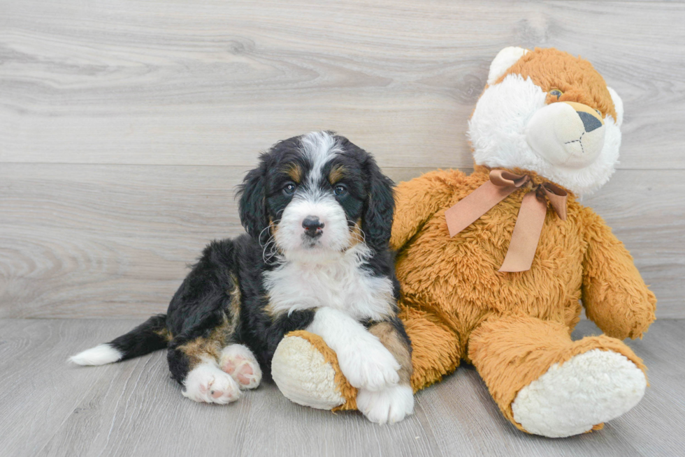 Cute Mini Bernedoodle Baby