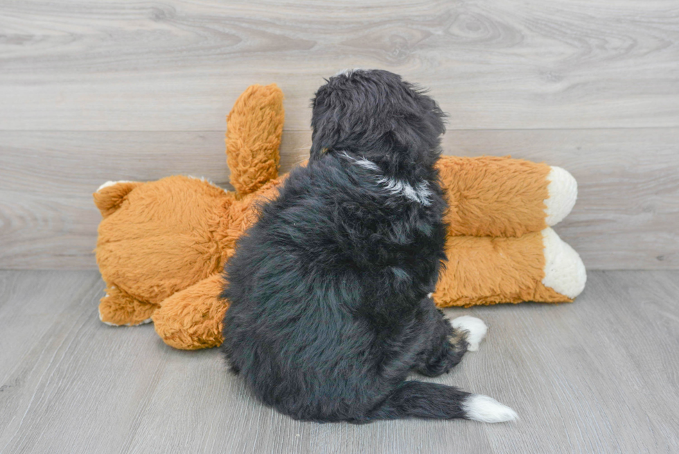 Best Mini Bernedoodle Baby