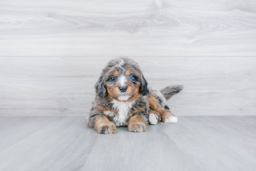 Mini Bernedoodle Pup Being Cute