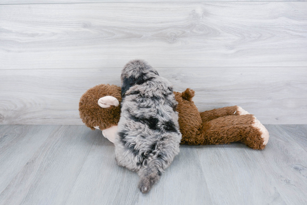 Mini Bernedoodle Puppy for Adoption