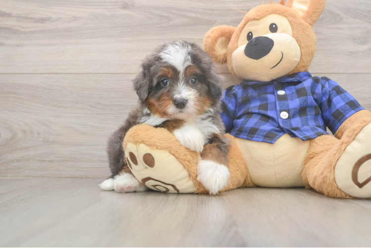 Mini Bernedoodle Pup Being Cute