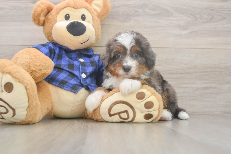 Funny Mini Bernedoodle Poodle Mix Pup