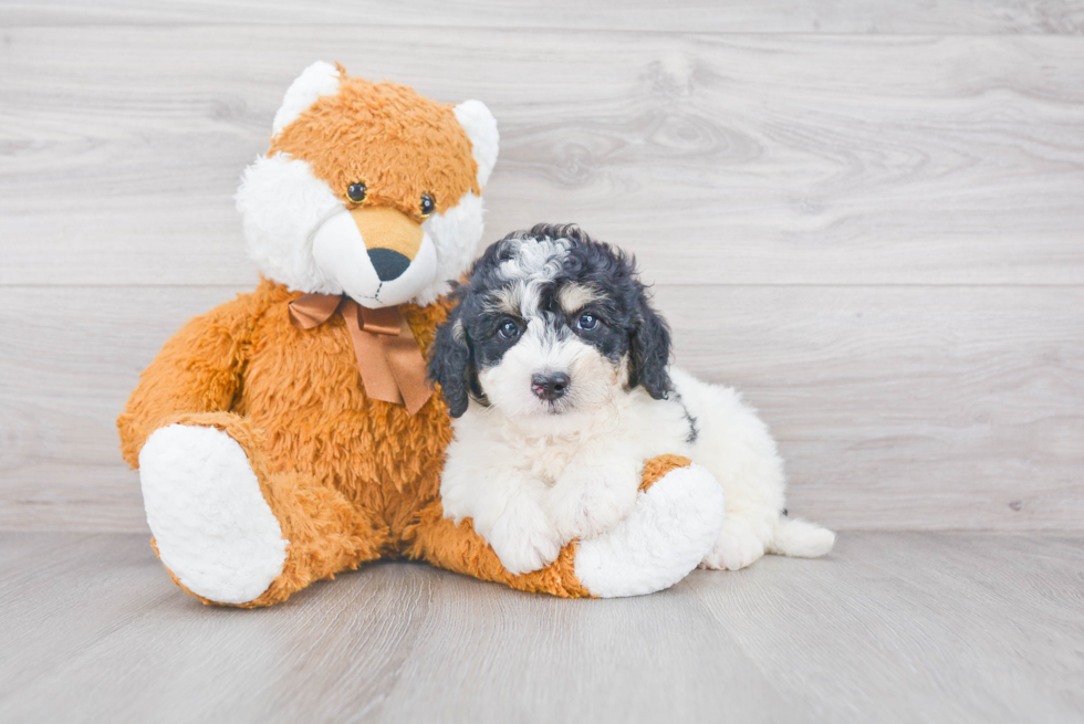 Mini Bernedoodle Puppy for Adoption