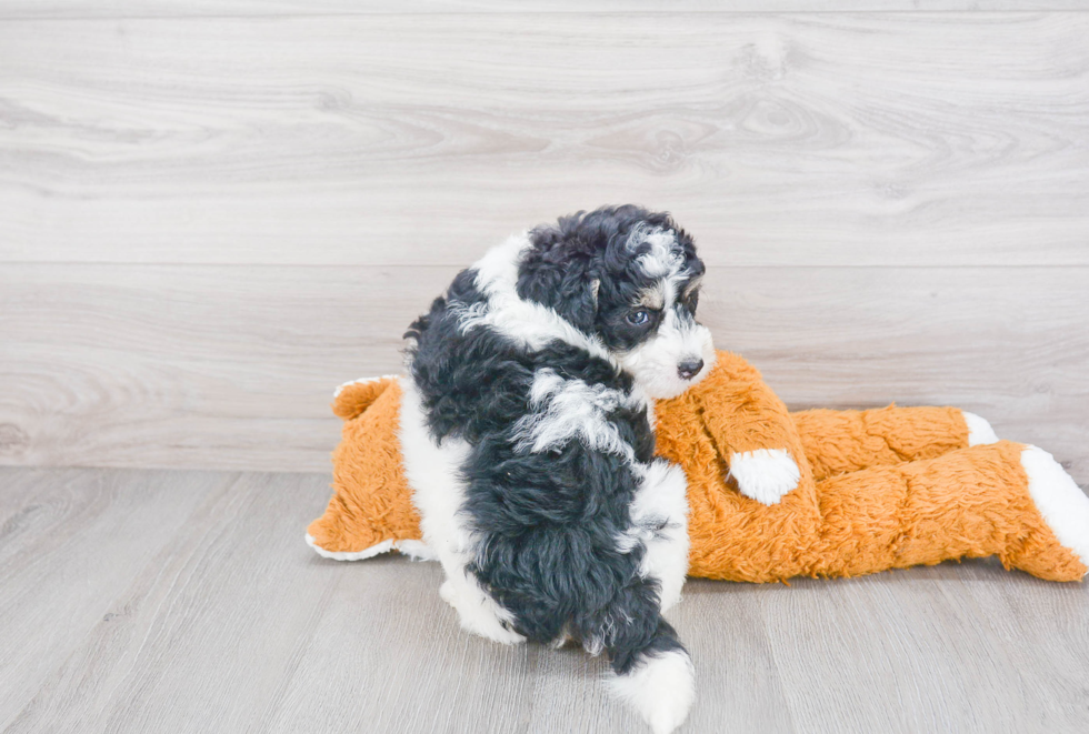 Energetic Mini Berniedoodle Poodle Mix Puppy
