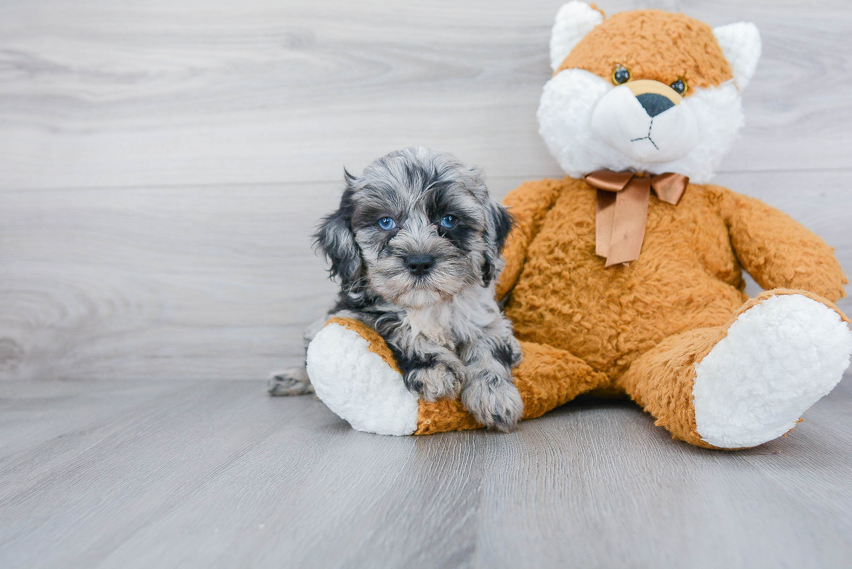 Mini Bernedoodle Puppy for Adoption