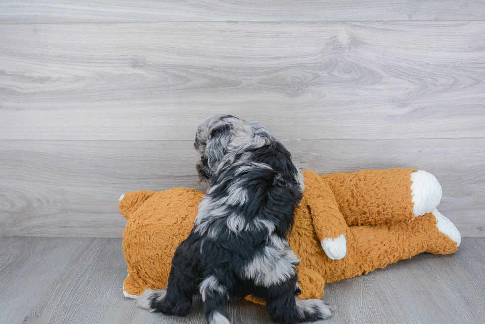 Funny Mini Bernedoodle Poodle Mix Pup