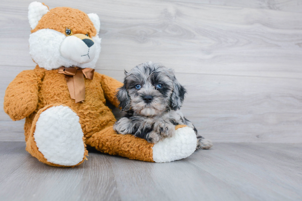 Best Mini Bernedoodle Baby