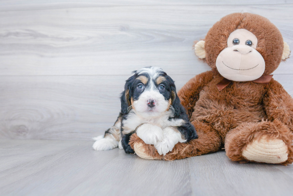 Mini Bernedoodle Pup Being Cute