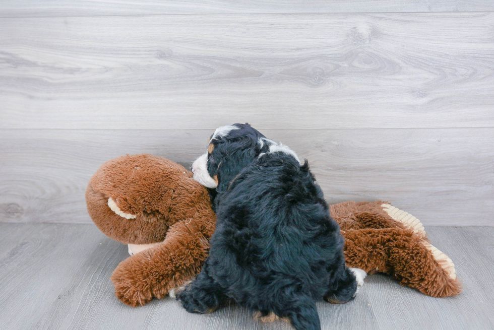 Best Mini Bernedoodle Baby