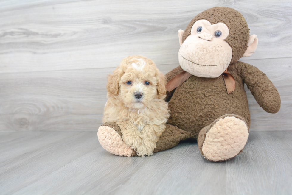 Cute Mini Bernedoodle Baby
