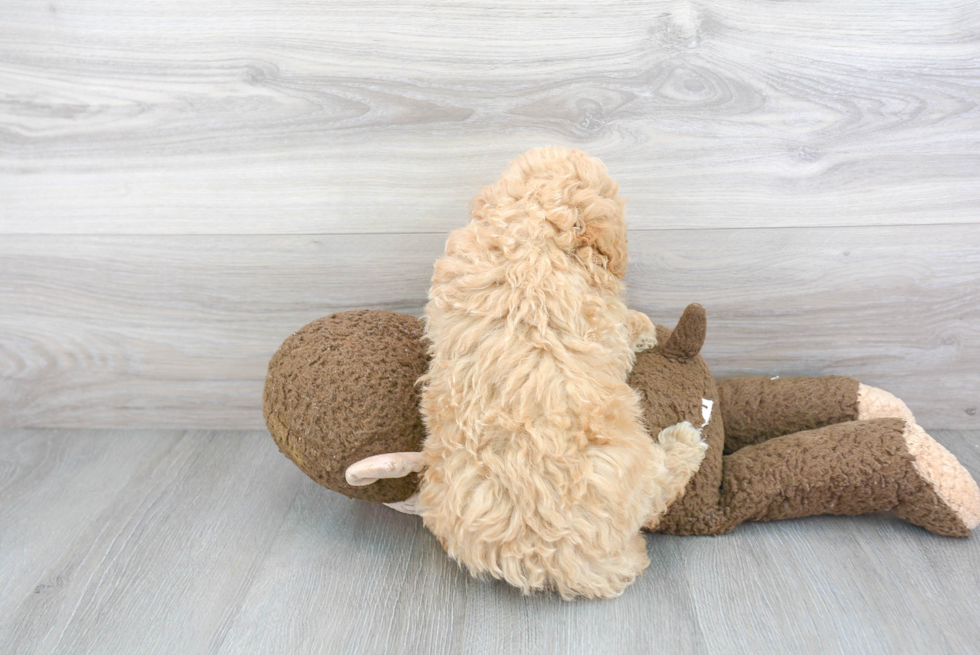 Funny Mini Bernedoodle Poodle Mix Pup