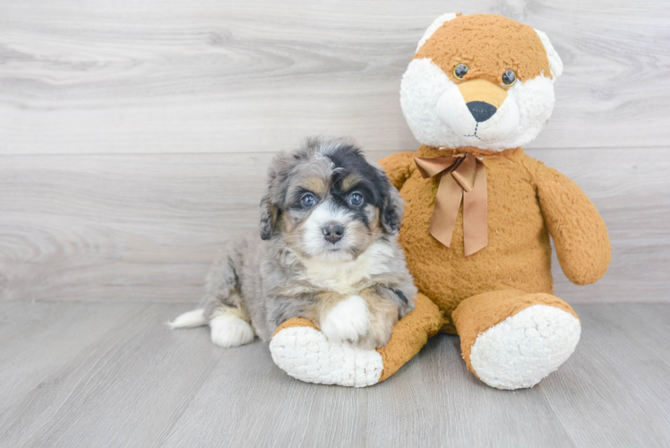 Small Mini Bernedoodle Baby