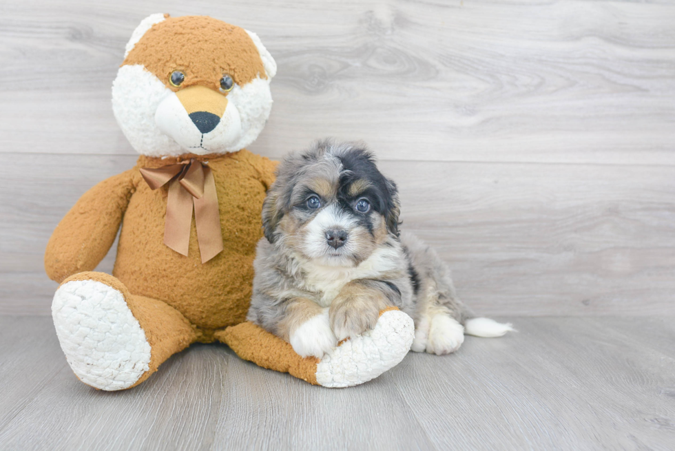 Playful Mini Berniedoodle Poodle Mix Puppy