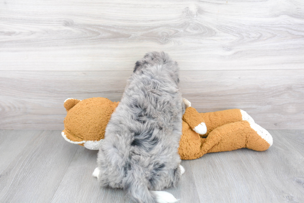 Mini Bernedoodle Puppy for Adoption