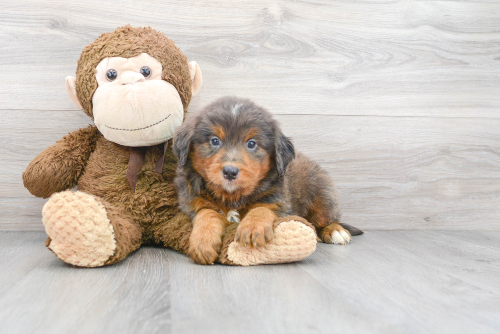 Best Mini Bernedoodle Baby