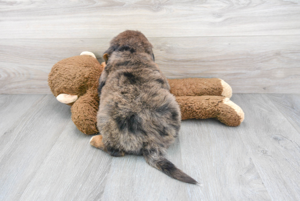 Fluffy Mini Bernedoodle Poodle Mix Pup