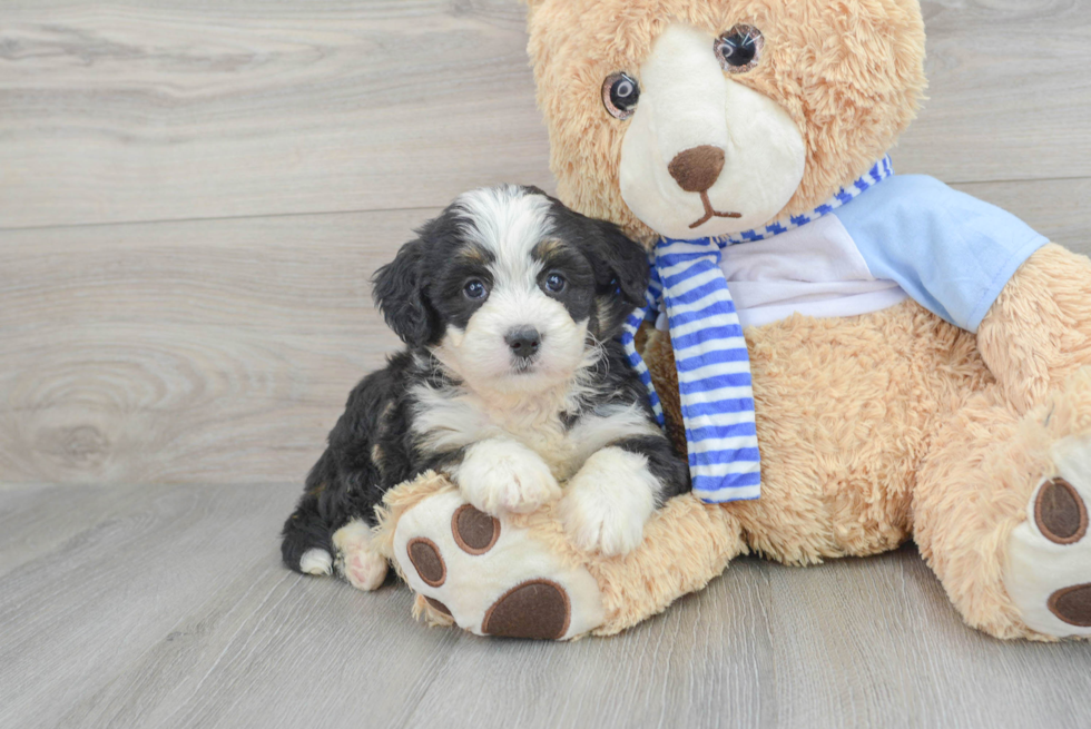 Little Mini Berniedoodle Poodle Mix Puppy