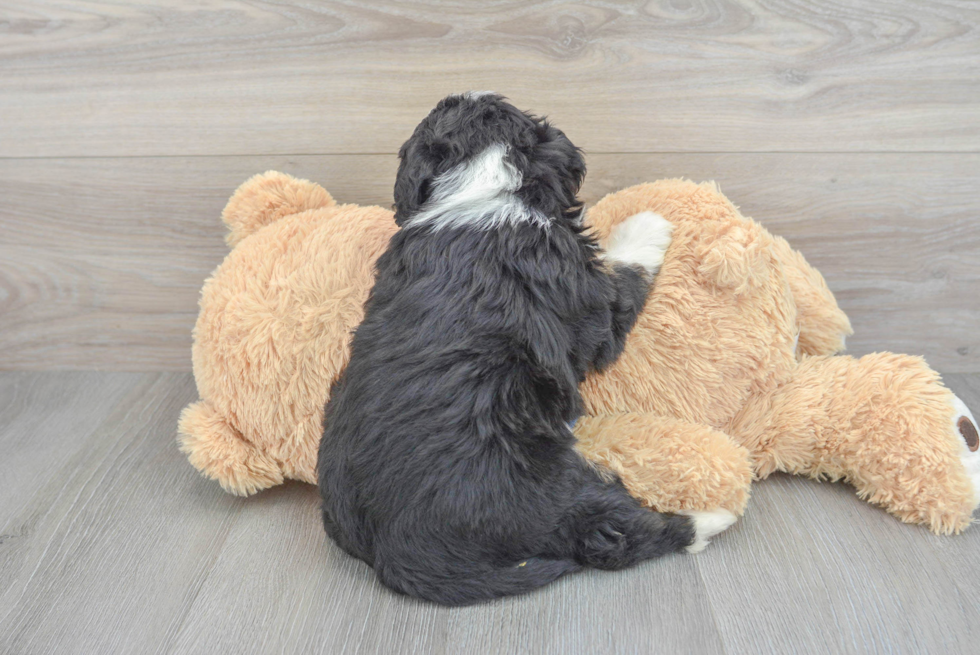 Mini Bernedoodle Puppy for Adoption