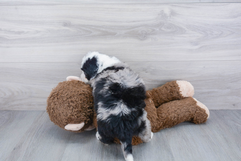 Funny Mini Bernedoodle Poodle Mix Pup