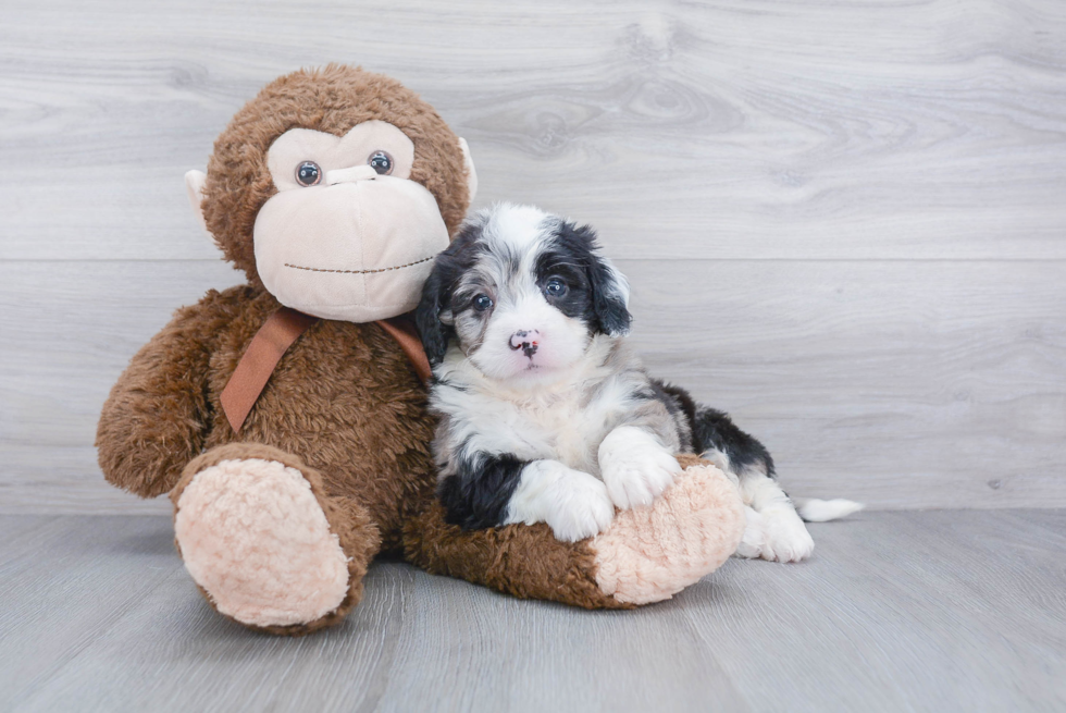 Best Mini Bernedoodle Baby