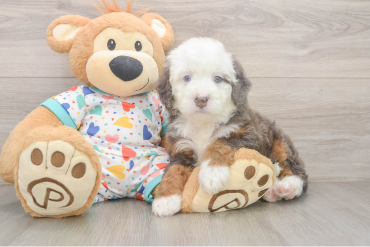 Friendly Mini Bernedoodle Baby