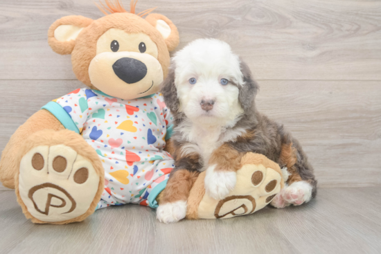Friendly Mini Bernedoodle Baby