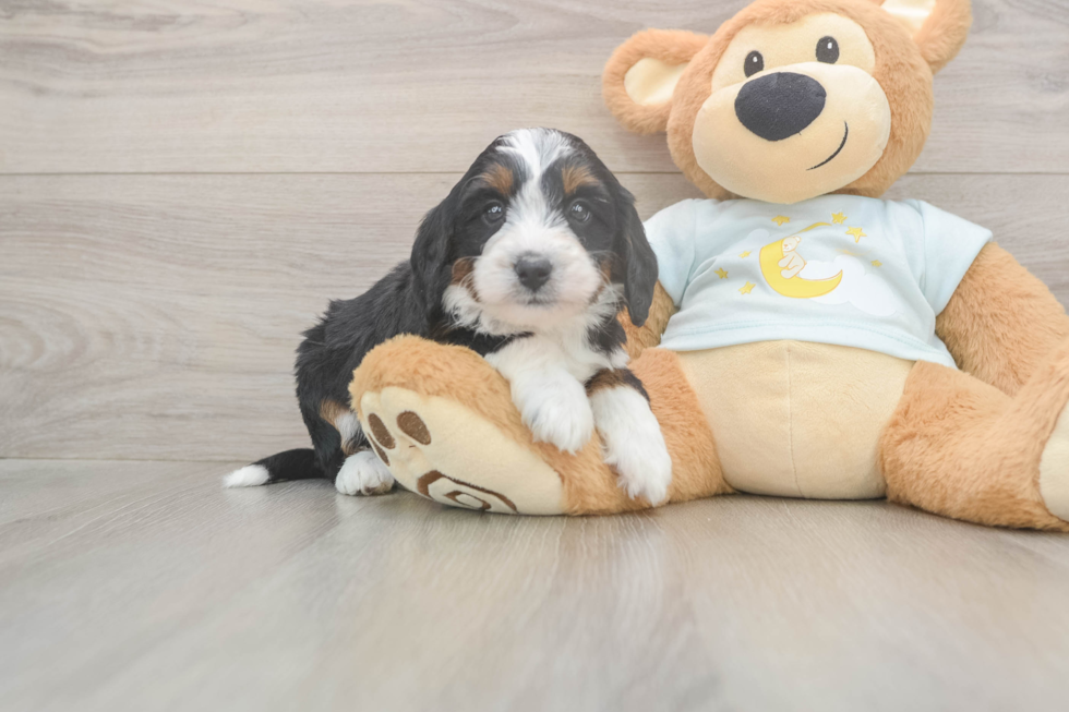Mini Bernedoodle Puppy for Adoption