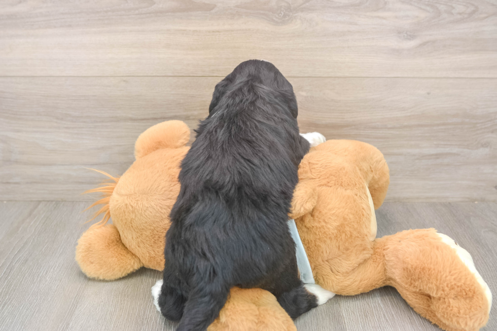 Mini Bernedoodle Puppy for Adoption