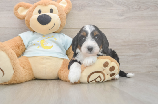 Funny Mini Bernedoodle Poodle Mix Pup