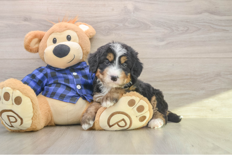 Mini Bernedoodle Puppy for Adoption