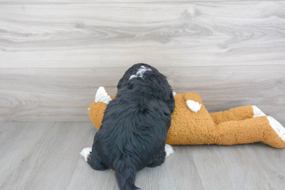 Smart Mini Bernedoodle Poodle Mix Pup