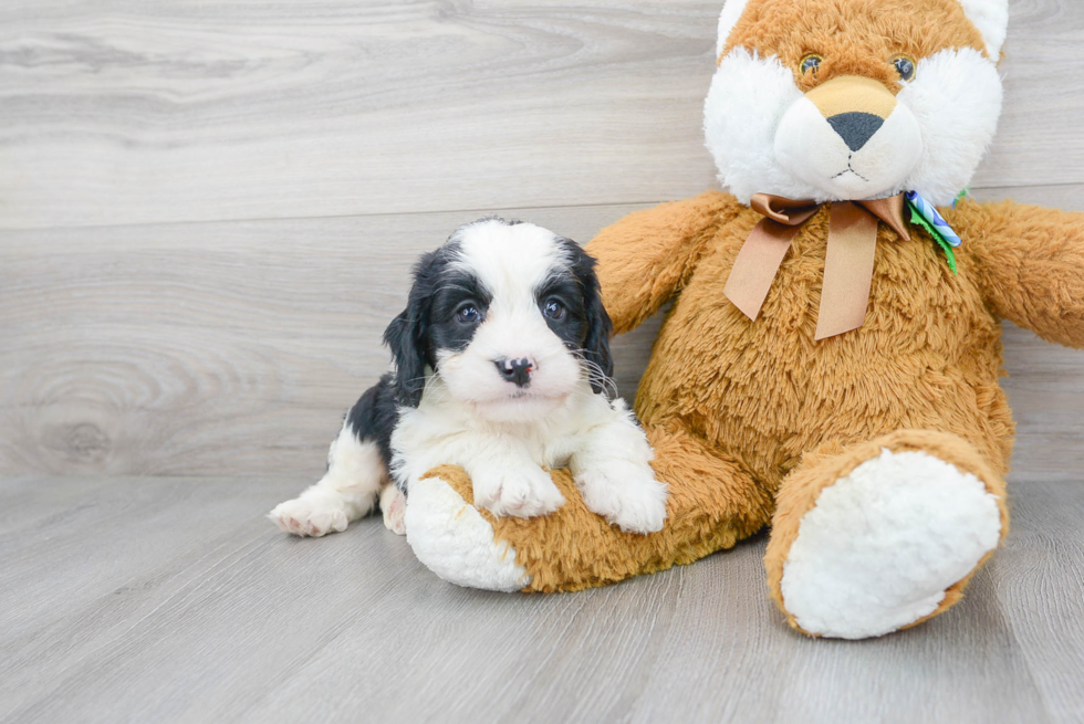Mini Bernedoodle Pup Being Cute
