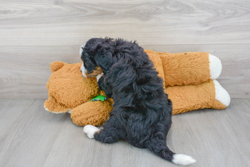 Happy Mini Bernedoodle Baby
