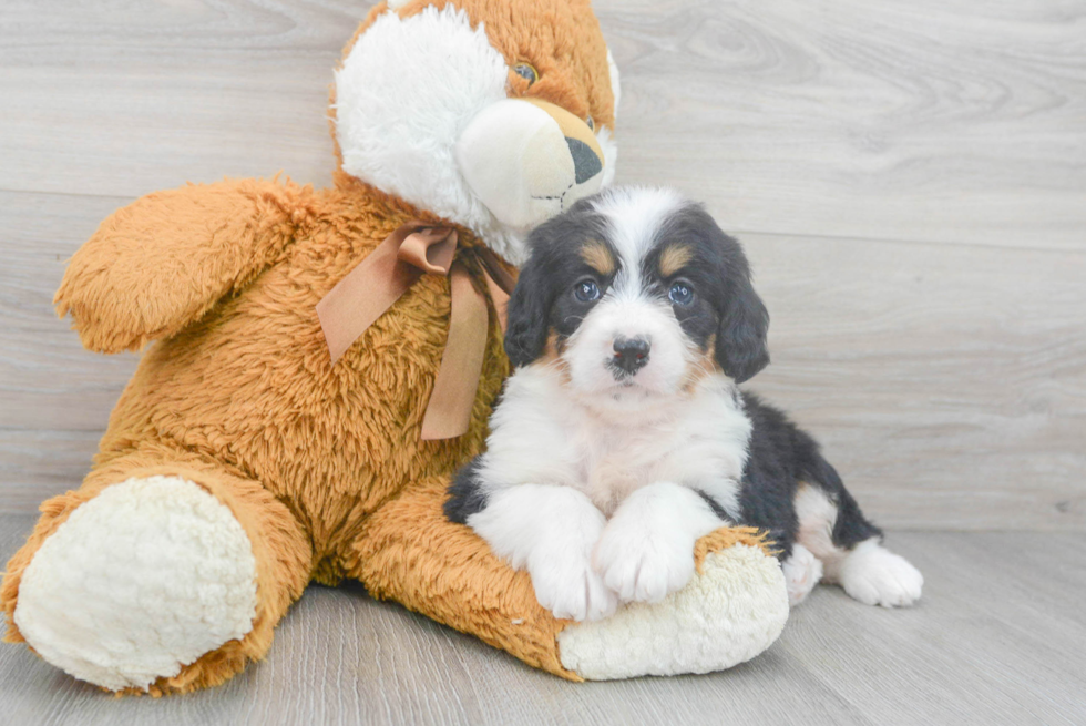 Popular Mini Bernedoodle Poodle Mix Pup