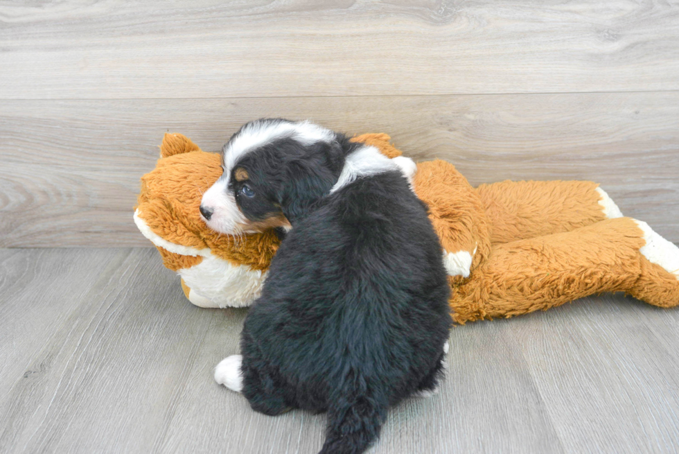 Mini Bernedoodle Pup Being Cute