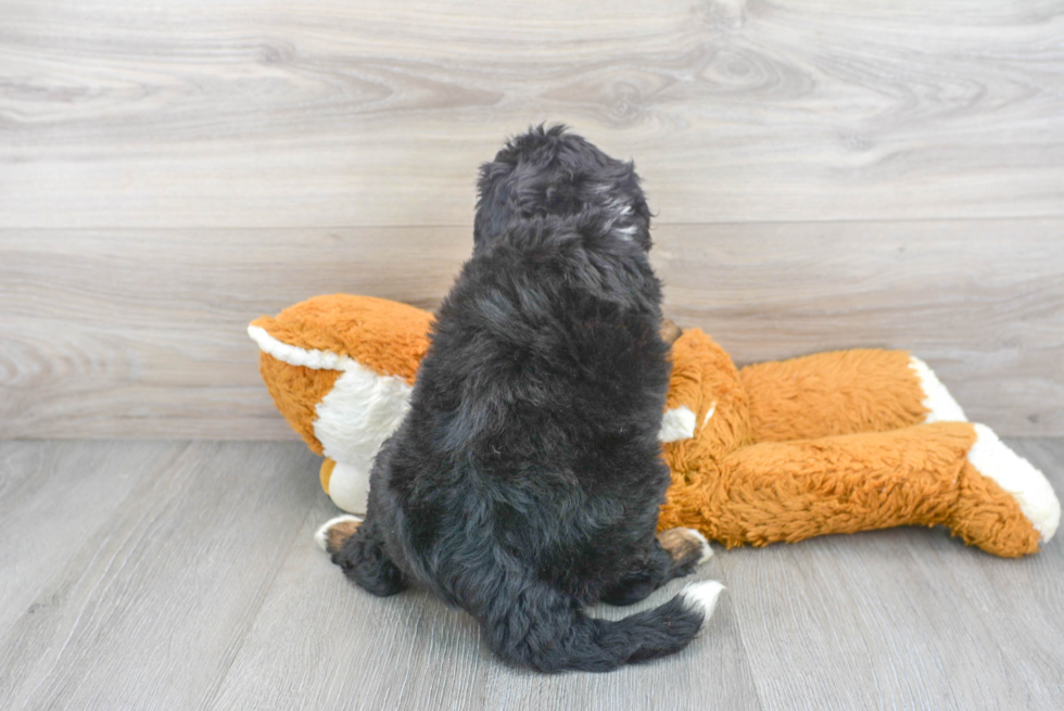 Friendly Mini Bernedoodle Baby