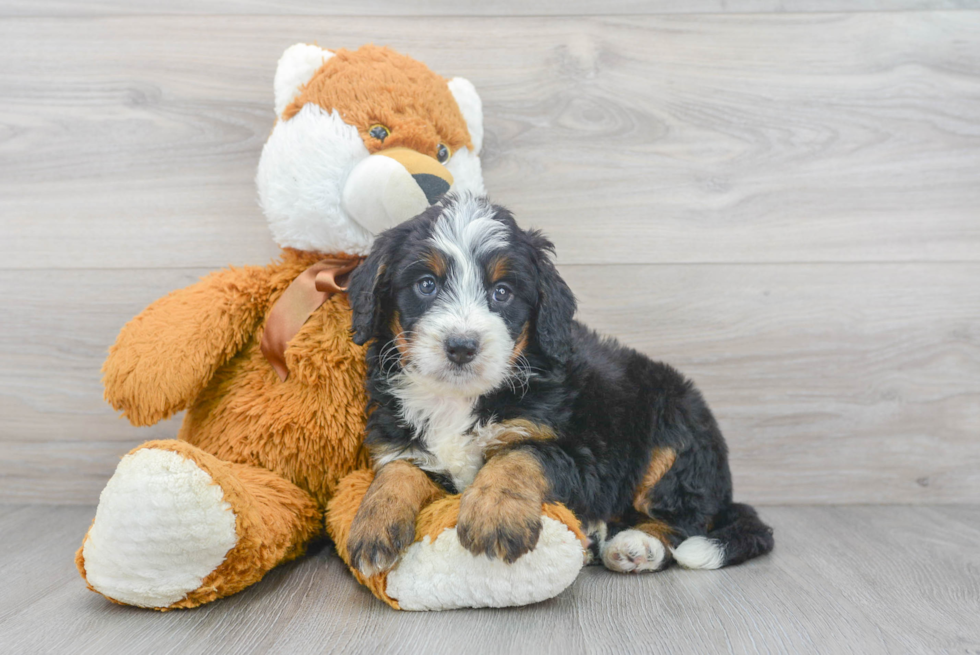 Mini Bernedoodle Puppy for Adoption