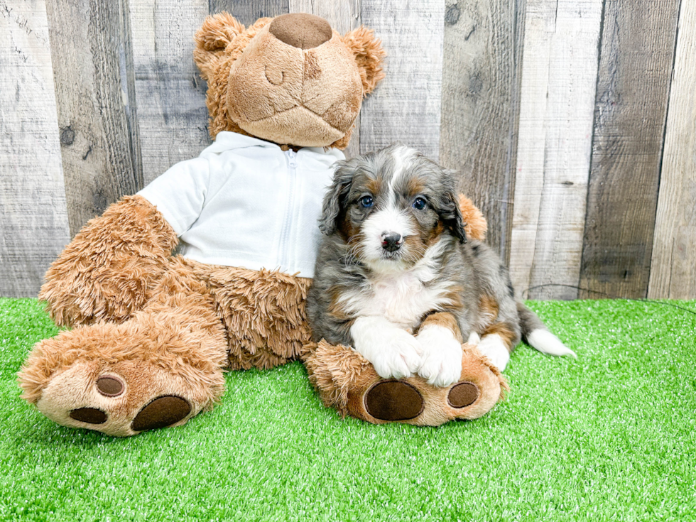 Happy Mini Bernedoodle Baby