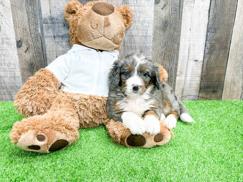 Best Mini Bernedoodle Baby