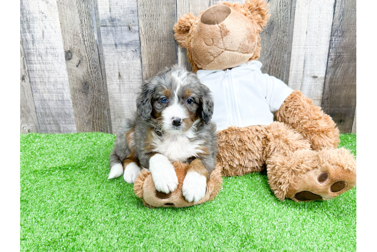 Mini Bernedoodle Pup Being Cute