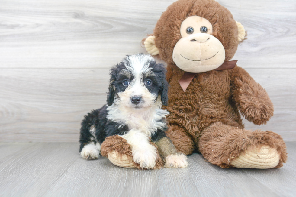 Hypoallergenic Bernadoodle Poodle Mix Puppy