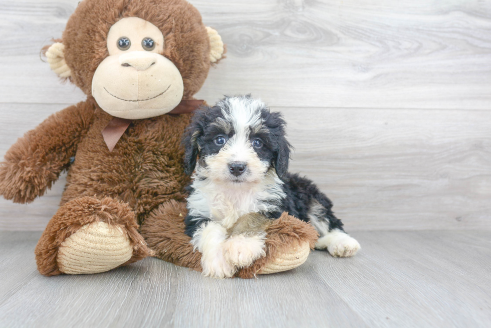Mini Bernedoodle Pup Being Cute