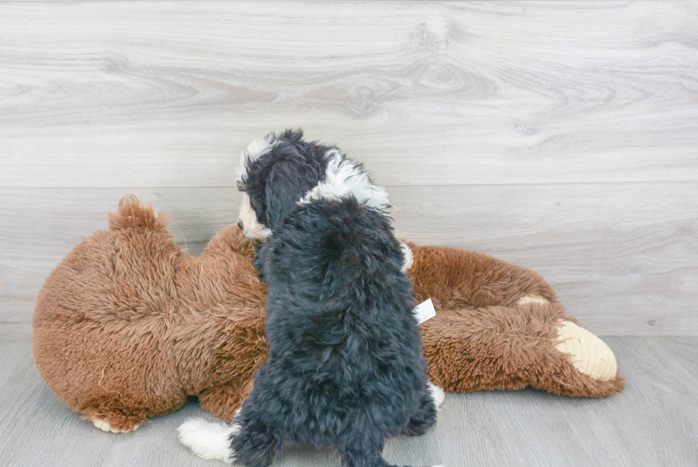Mini Bernedoodle Puppy for Adoption
